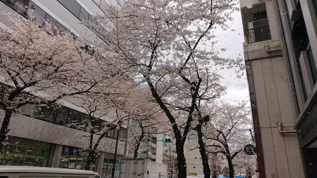 茅場町の桜